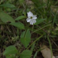 Browallia americana L.